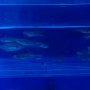 Poissons zèbres : adultes
