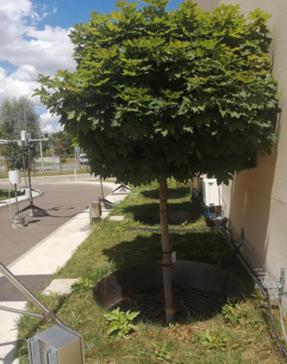 Webinaire OPUR : L'arbre d'alignement comme moyen innovant pour la maîtrise des eaux pluviales en ville