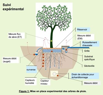 Action R3.3 : Evaluation de la performance hydrologique des « Arbres de pluie » Action R3.3 : Evaluation de la performance hydrologique des « Arbres de pluie »