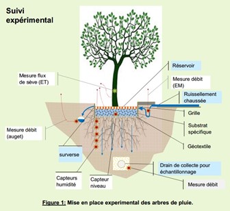 Action R3.3 : Evaluation de la performance hydrologique des « Arbres de pluie »